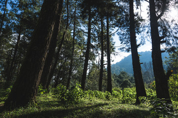 in the forest travel Trees and mountain views