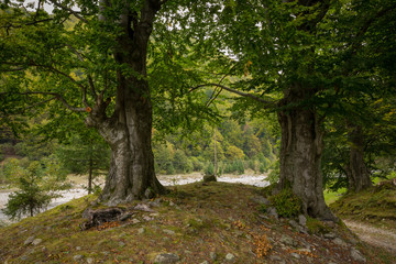 old trees in romania