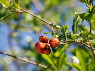 Pomegranate blossom