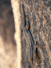 Lizard
