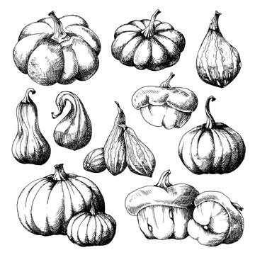 Set of Pumpkins, big and small different varieties, hand drawn sketch, vector. All objects are isolated. Harvest festival, autumn illustration.