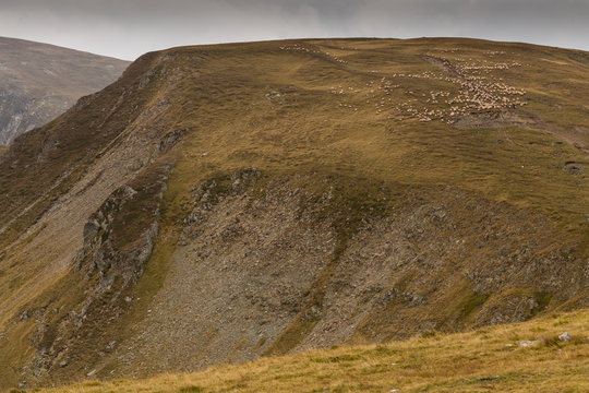 Sheep in Parang