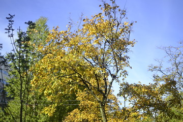 yellow tree in autumn