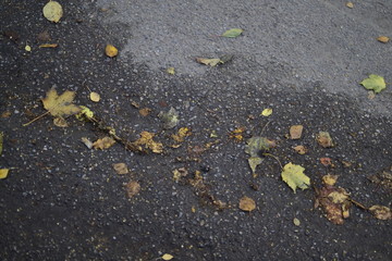 yellow leaf on asphalt