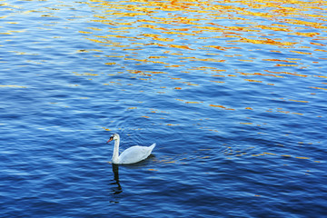 White swan swimming in Vltava River in the evening  , Prague , Czech Republic