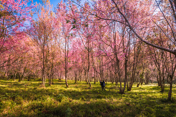 Naklejka premium Wild himalayan cherry in sunshine day on top of mountain