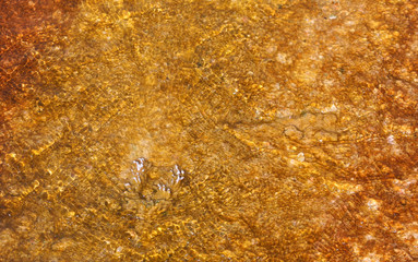yellow filaments under hot spring water flow, Yellowstone National Park, WY, USA