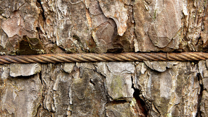 tree trunk in metal barbed wire ecology backgraubd