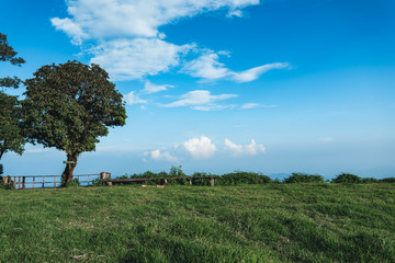 in the forest travel Trees and mountain views