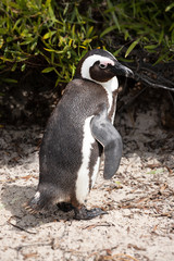 Einzelner Brillenpinguin am Strand