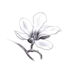 magnolia spring flower, pencil hand drawn graphic design element © katedeepomania