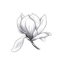 Obraz premium flower of magnolia, penci hand art, graphic design element for postcard, polygraphy, wedding invitation