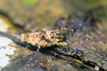 tiny wood grasshopper