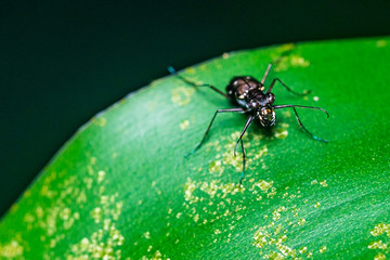 ant on leaf