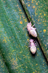 beetle on a leaf