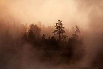 sunrise in fog over geyser field, Yellowstone National Park, WY, USA