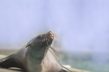 a seal lies on a stone