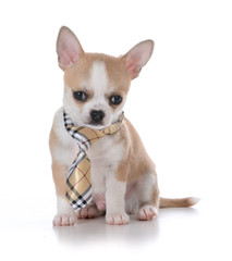 male chihuahua puppy