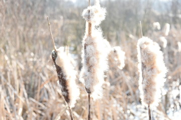 de uitpluizende lisdodde in de winter in een ven in natuurgebied De Witte Brink