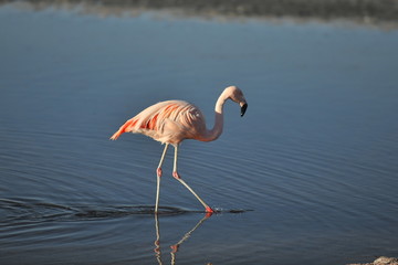Fototapeta na wymiar Pink flamingo in the Chilean Atacama Desert.