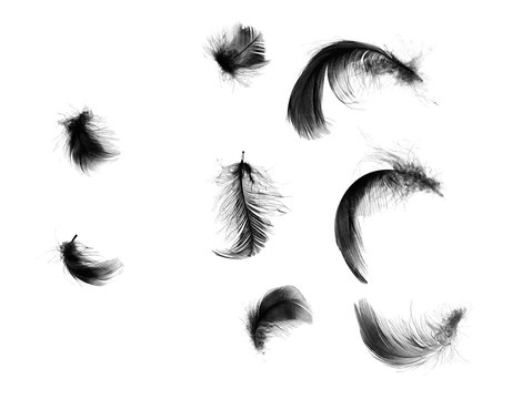 Beautiful black feathers floating in air isolated on white background 