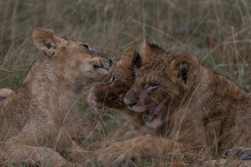 Lion Cubs Cleaning