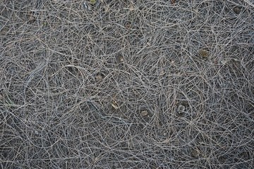 Curly pine needles forest duff horizontal background texture