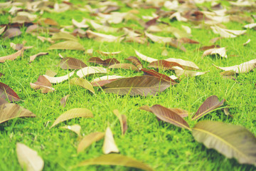 Autumn leaves on the lawn of green grass