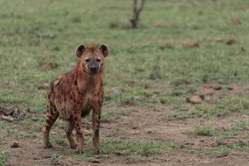 Fototapeta premium Hyena in Blood