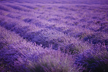 Plakat Lavender field flower purple summer sunset landscape. Provence, France