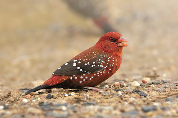 The red avadavat, red munia bird or strawberry finch is a sparrow-sized bird of the family Estrildidae, Red Avadavat-male bird at Phichit , Thailand. Bird in spring with copy space 