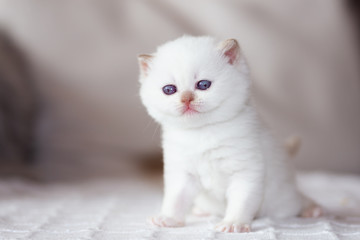 BKH Britisch Kurzhaar Kitten in cinnamon point white - sehr seltene Farbe