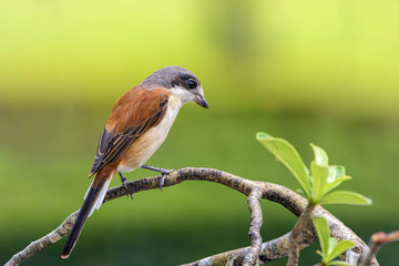 Female of Burmese Shrike (Lanius collurioides) exotic slender brown bird with grey head and big eyes perching on wood stick over fine green background, amazed animal 