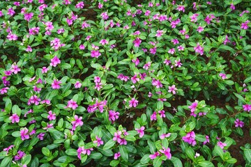 Flower bed all over floral background texture