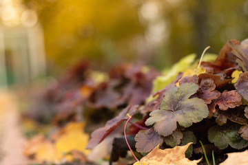 Colorful autumn leaves on the ground. Autumn landscape
