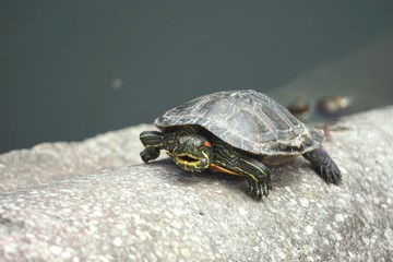 Turtle atop a stone wall facing the camera
