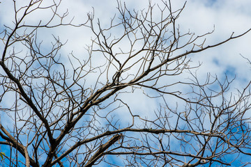 Fototapeta na wymiar Leafless trees in the dry season with dry air and less rain.