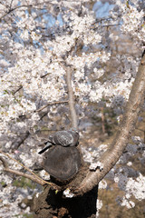 鳩と桜