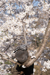 鳩と桜