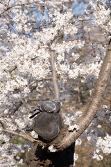 鳩と桜
