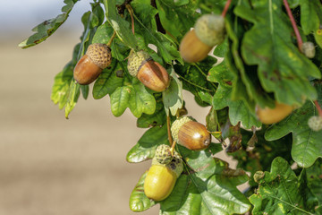 Eicheln am Baum
