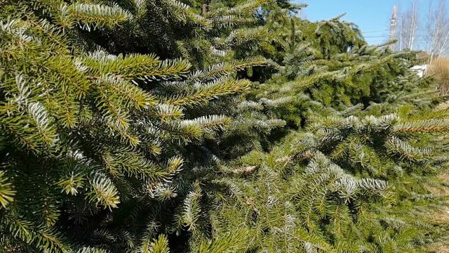The branches of the fir trees stagger in the wind. Slow motion.