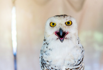 Owls Portrait. owl eyes. Beautiful background.