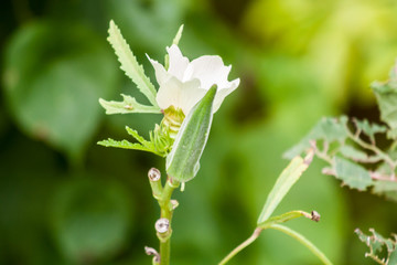 Ladyfinger  with flower in garden