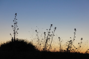 Plantas y vegetación silvestres a contraluz sobre puesta de sol