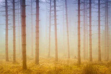 foggy dreamy forest with sunshine at morning in autumn