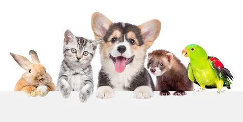 Wall murals Veterinarians Group of pets together over white banner. isolated on white background