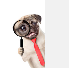 puppy with red tie looks through a magnifying lens. Isolated on white background
