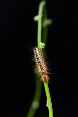 Nice colorful furry caterpilllar on green stem with black background