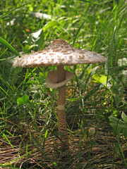 Champignon Lépiote élevée (coulemelle) dans un sous-bois